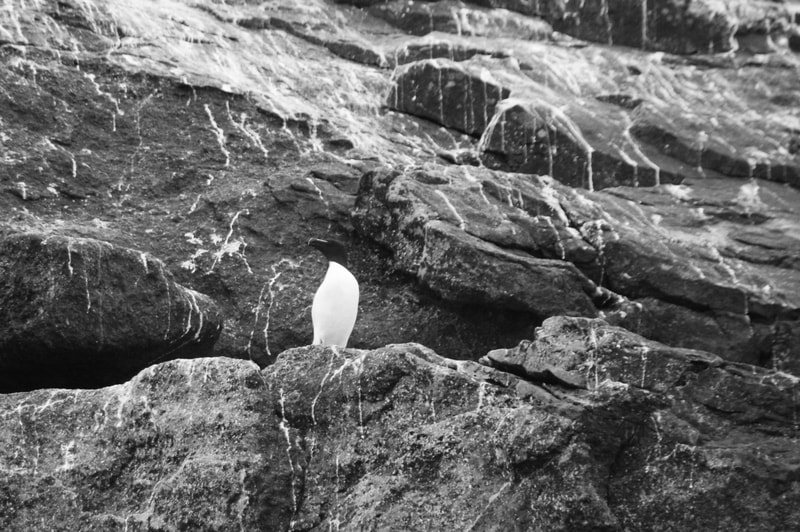 Black and white bird on some rocks