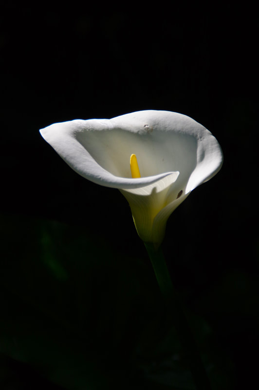 Bright white lily on a black background