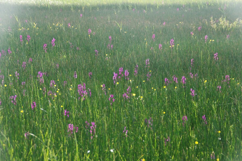 Lots of purple orchids and small yellow flowers in a field at sunset