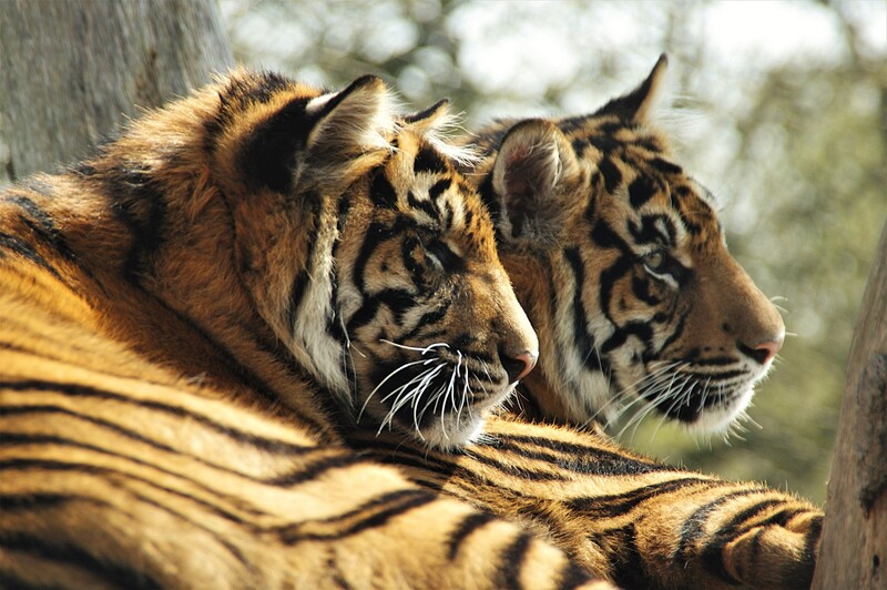 Close-up of two tigers snuggling
